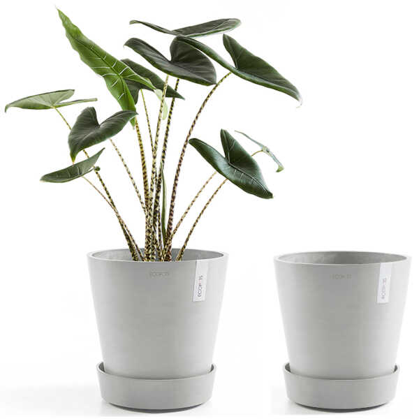 Ecopots Saucer Wheels Round 40 White Grey & Planted Pot